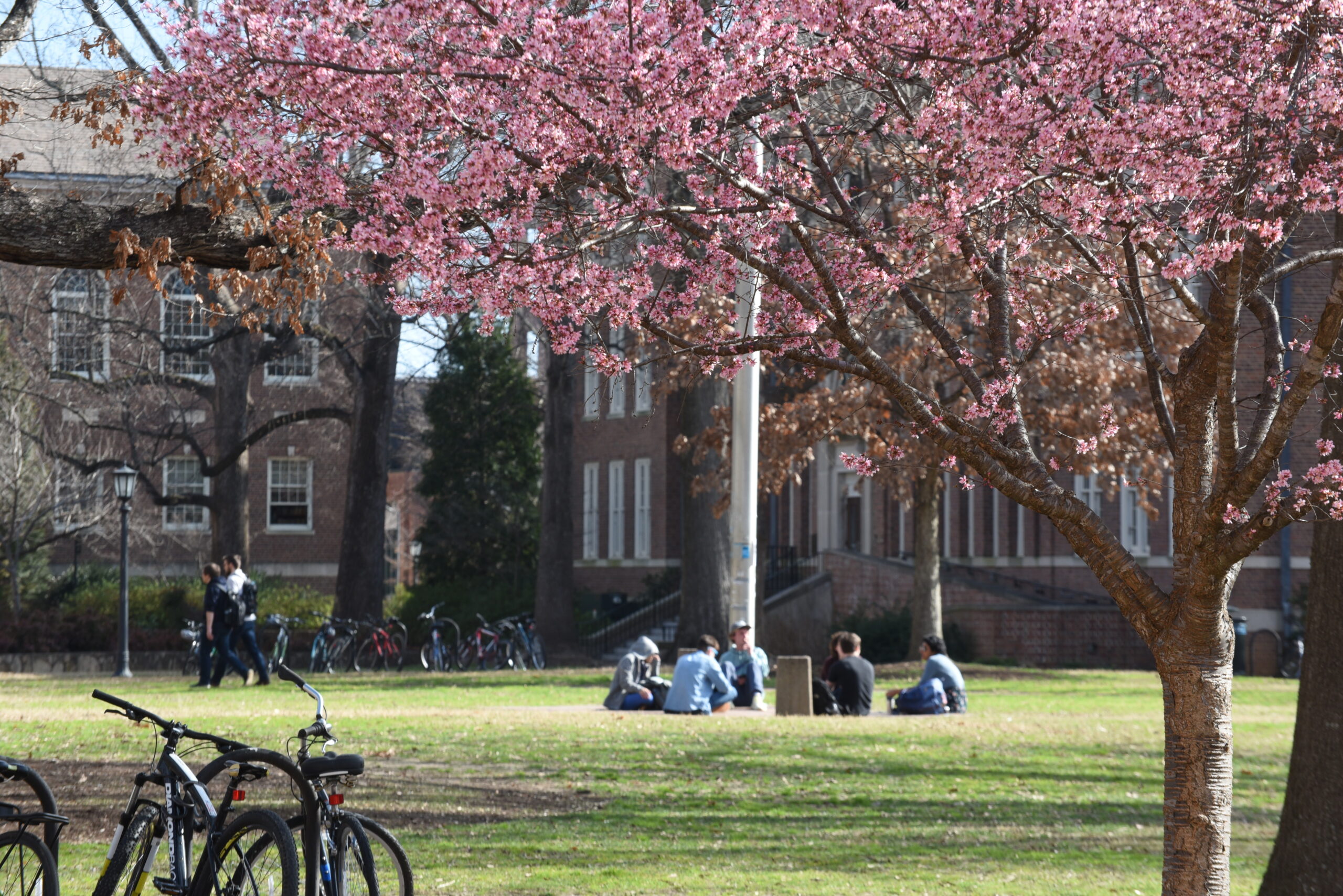Cherry trees bloom on a college campus with students in the back